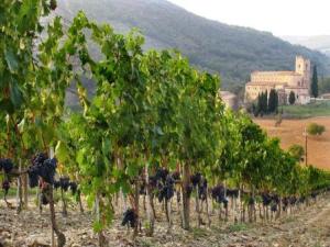 Brunellosantantimo-and-vineyard